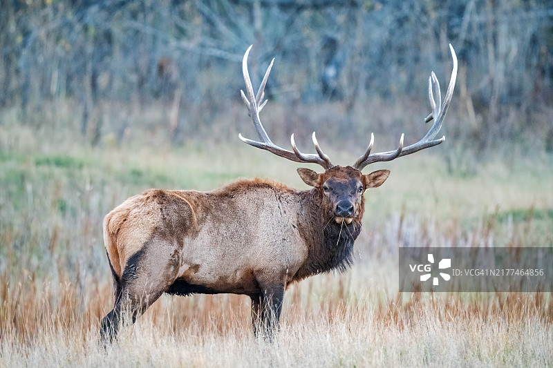 巨大的公麋鹿在季节注视着镜头图片素材