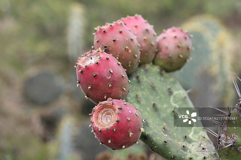 仙人掌特写图片素材