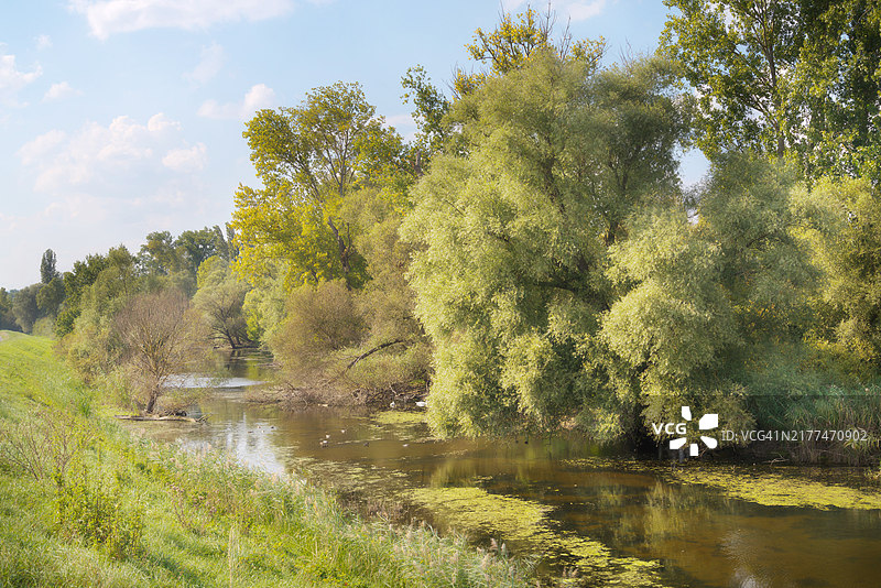 森林中的湖泊美景图片素材