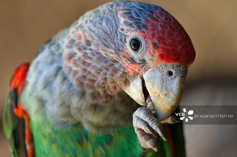 鹦鹉特写镜头图片素材