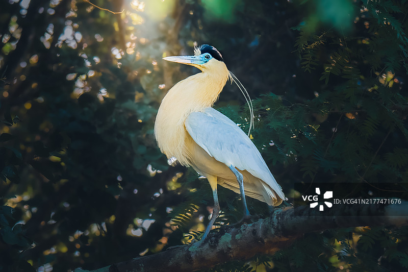 苍鹭栖息在树上的特写镜头图片素材