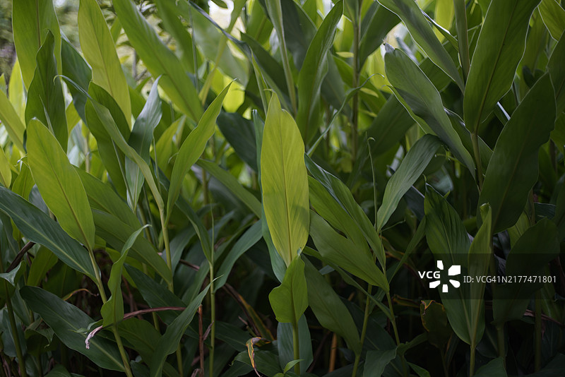 全景拍摄的农田作物生长情况图片素材