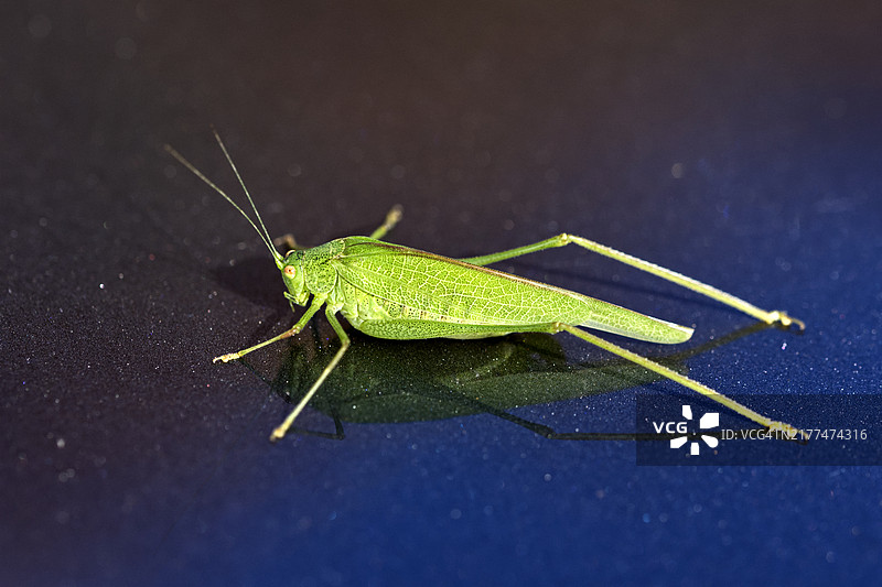 桌子上的蚂蚱特写图片素材