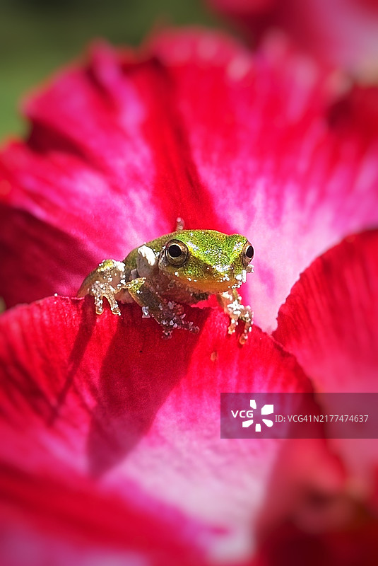 佛罗里达州的欧洲树蛙特写与花朵图片素材
