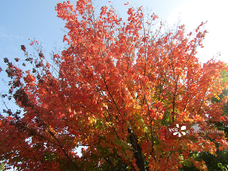秋天的树木在天空下的低角度视图，印第安纳州，曼西，美国图片素材