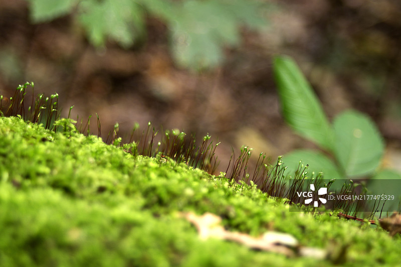 新鲜绿色植物的特写镜头图片素材