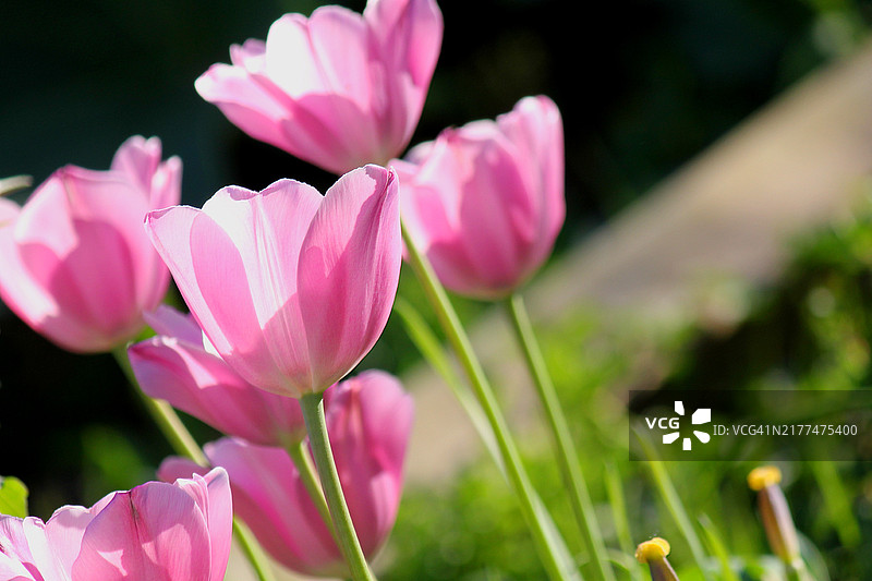 粉色番红花的特写镜头图片素材