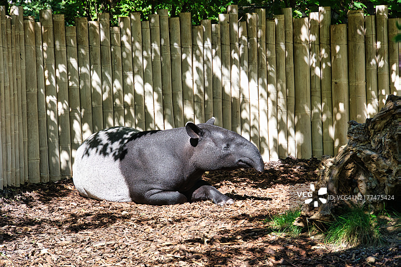 躺在田野上的熊的特写图片素材
