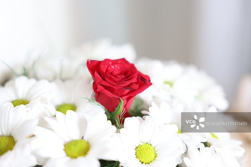 红玫瑰特写图片素材