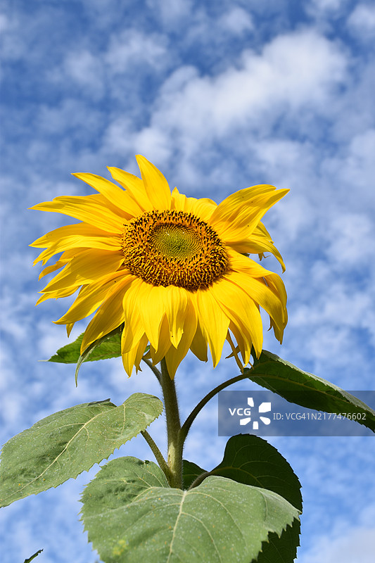 向日葵特写与天空背景图片素材