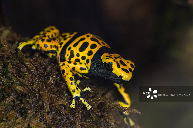 岩石上的箭毒蛙特写镜头图片素材