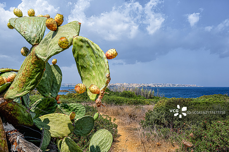 大刺叶上的仙人掌果与锡拉丘兹湾的景色图片素材