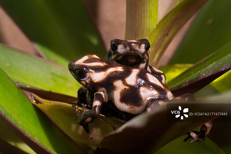 绿色和黑色毒蛙 Campana，金色树蛙 Dendrobates auratus Campana图片素材