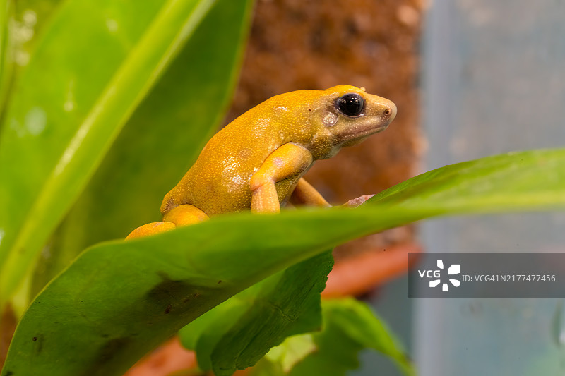 厄尔奥罗绿黑毒蛙，丹氏毒蛙图片素材