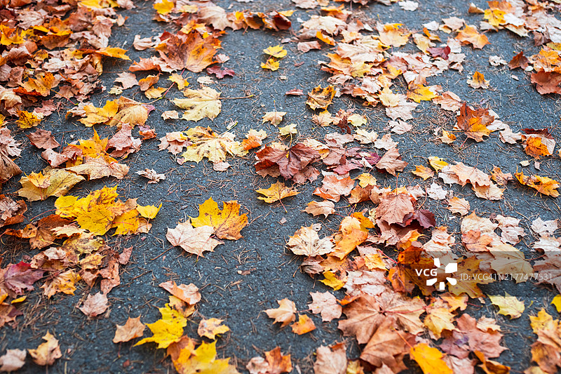 沥青路面上的秋叶图片素材
