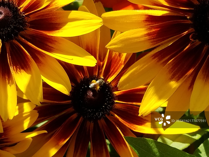 密尔沃基，威斯康星州，美国的黄色开花植物特写图片素材