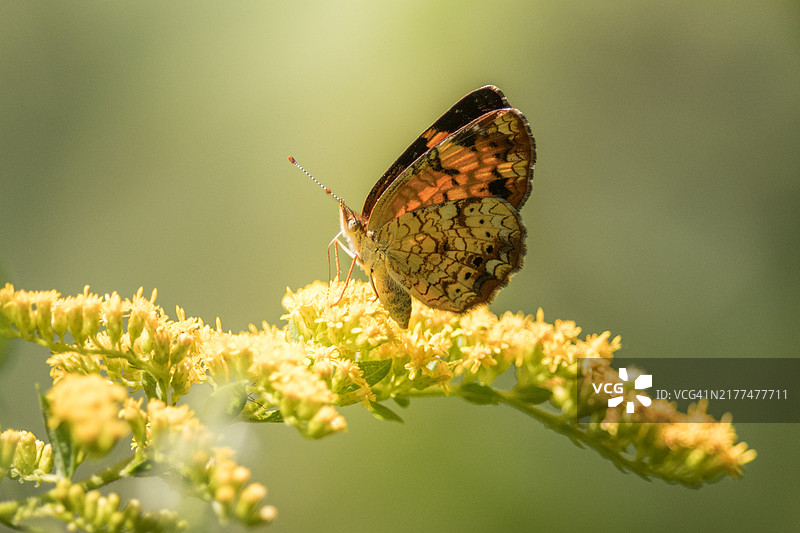 美国印第安纳州新卡莱尔，蝴蝶在花朵上授粉特写图片素材