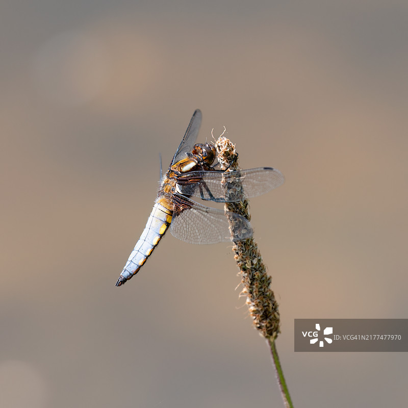 蜻蜓栖息在树枝上的特写镜头图片素材