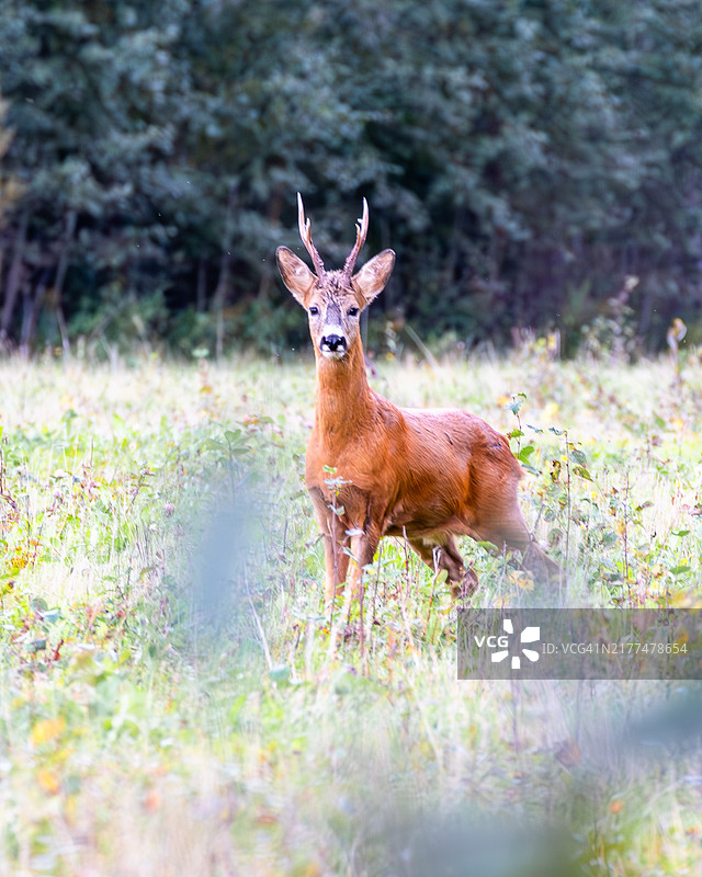 红鹿在田野上站立的肖像图片素材