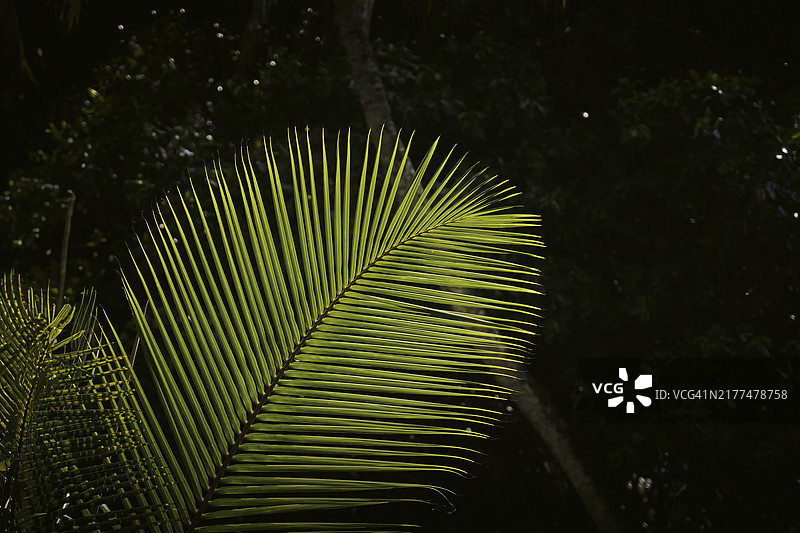马尔代夫的棕榈树特写图片素材