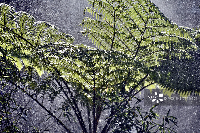 波旁桫椤图片素材