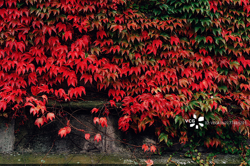秋天里猩红色的叶子特写图片素材