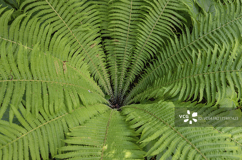 德国巴伐利亚的鸵鸟蕨图片素材