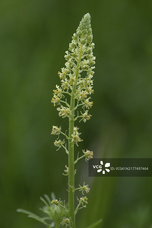 黄花木犀草（Reseda lutea）花朵，德国巴伐利亚图片素材