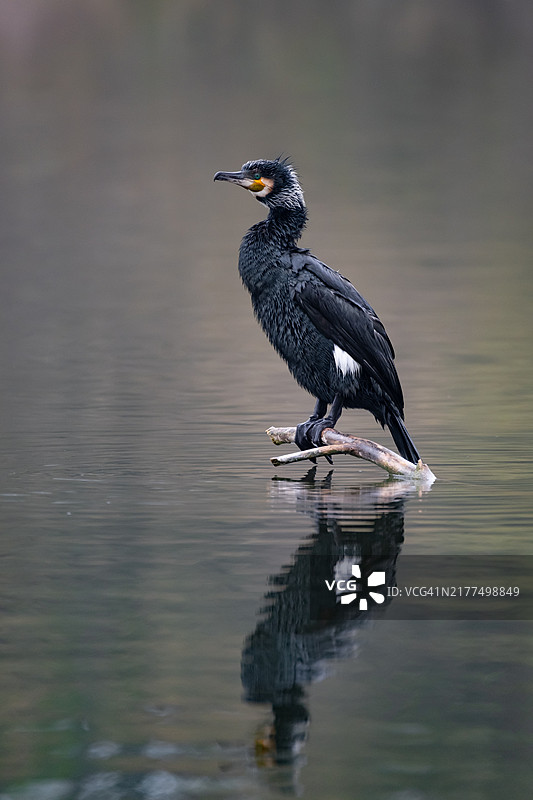 栖息在水中树枝上的鸬鹚图片素材