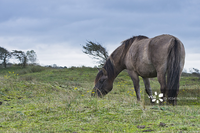 欧洲野马复育南肯尼默兰国家公园草地放牧图片素材