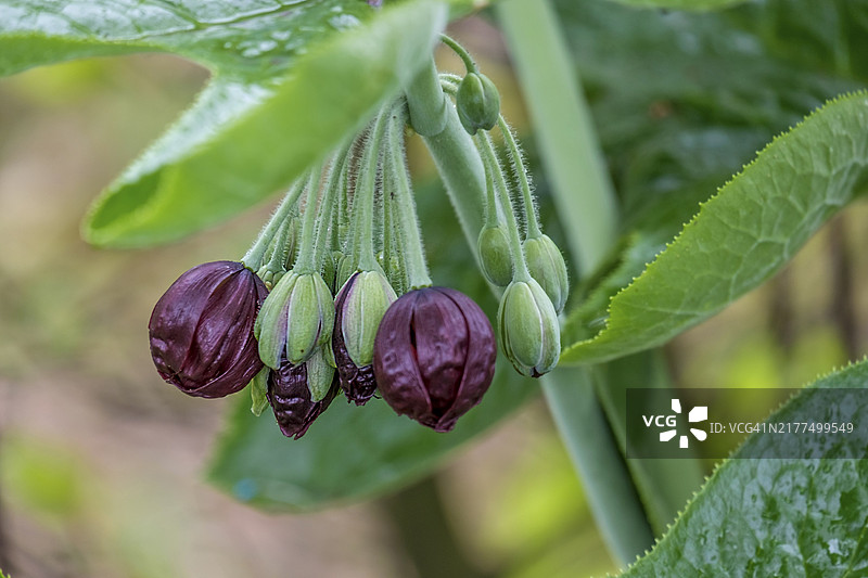鬼臼，中国五月苹果，荷兰图片素材