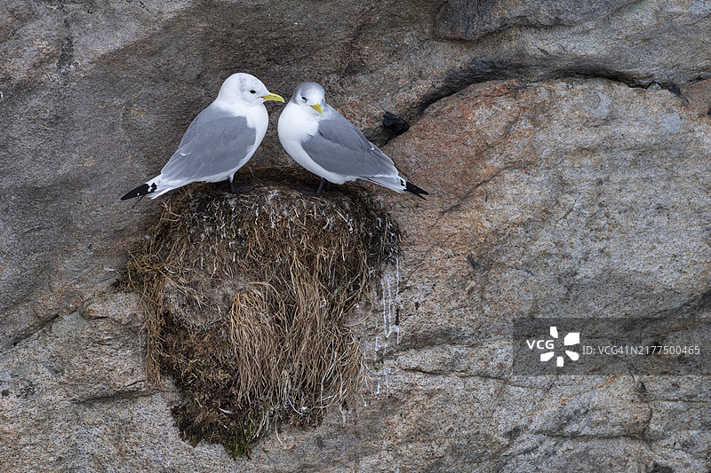 挪威罗弗敦群岛三趾鸥巢穴图片素材
