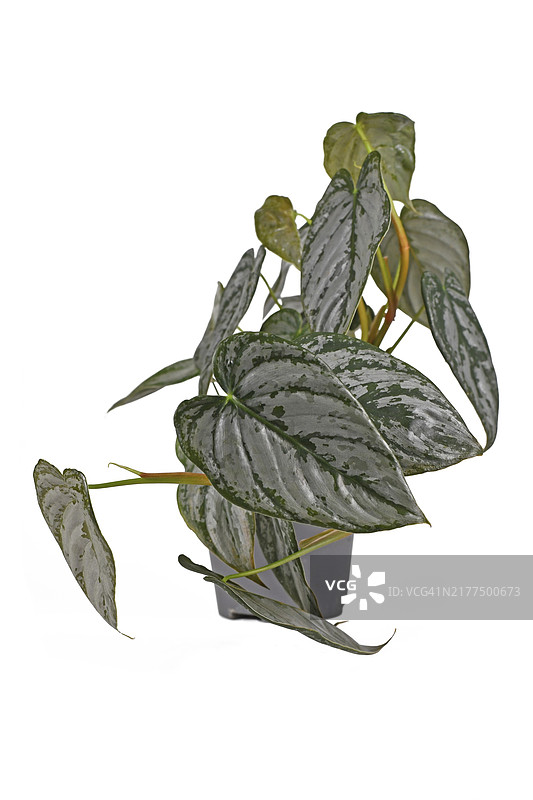 花盆中叶子带有银色图案的异国情调的喜林芋盆栽，白色背景图片素材