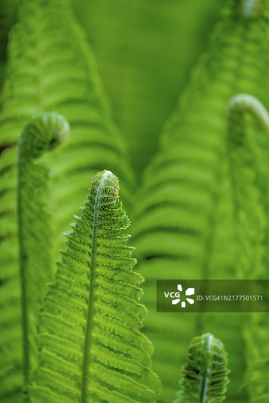 蕨类植物叶、嫩芽、卷曲的叶子，荷兰图片素材