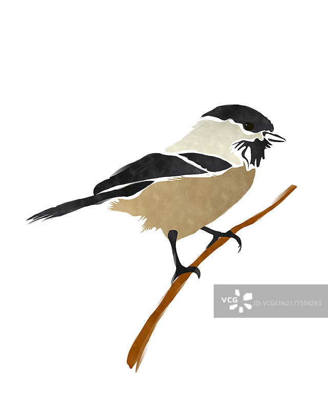 白背景上的黑顶山雀图片素材