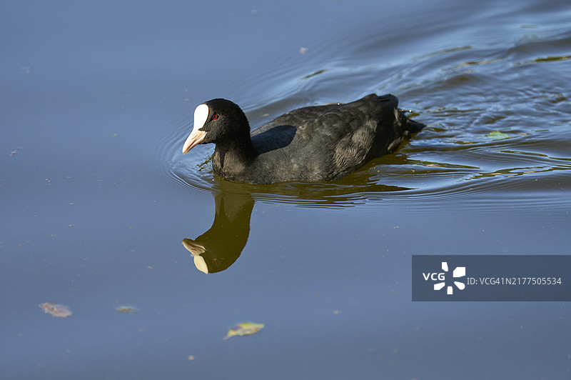 池塘中游泳的普通骨顶鸡（Fulica atra）图片素材