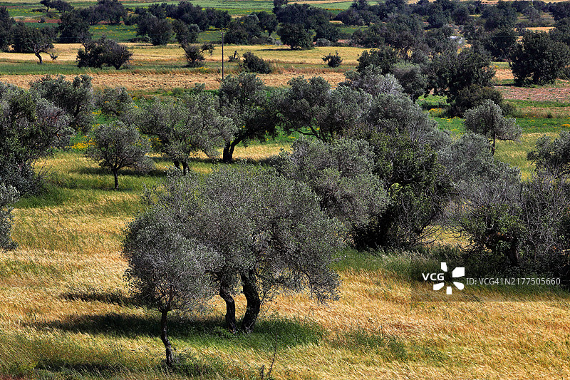 科鲁坎附近有橄榄树和角豆树的肥沃平原，北塞浦路斯图片素材