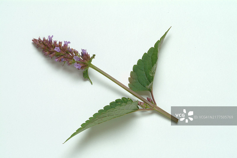 朝鲜藿香花，用作药用植物、香料植物和芳香植物图片素材