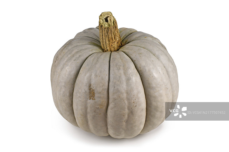 白色背景上的单颗灰色麝香南瓜图片素材