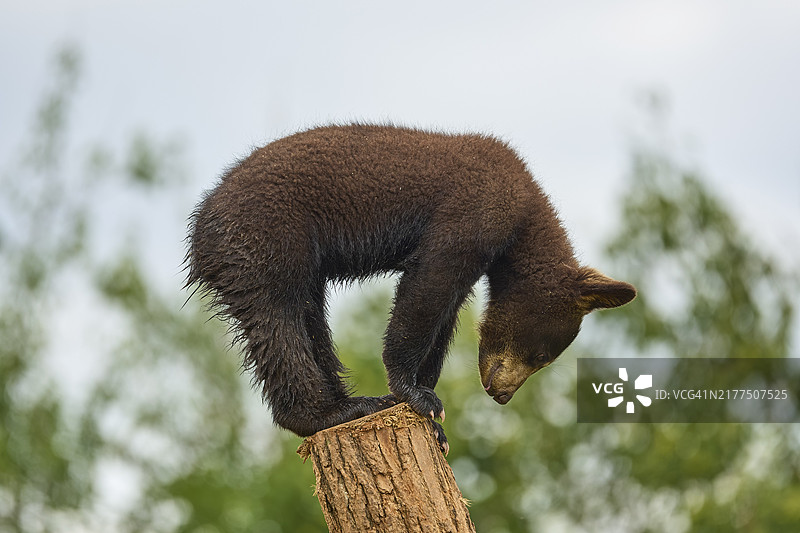 攀爬树干的美洲黑熊幼崽（人工饲养）图片素材