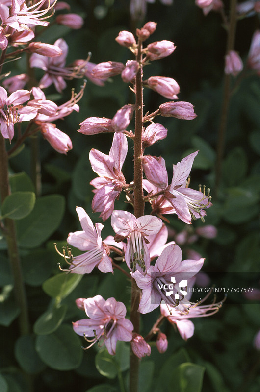 白鲜：古代和中世纪的药用植物图片素材