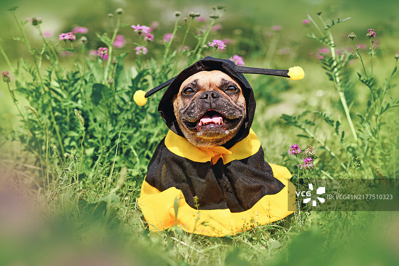 可爱快乐的法国斗牛犬穿着蜜蜂披风在花丛中图片素材