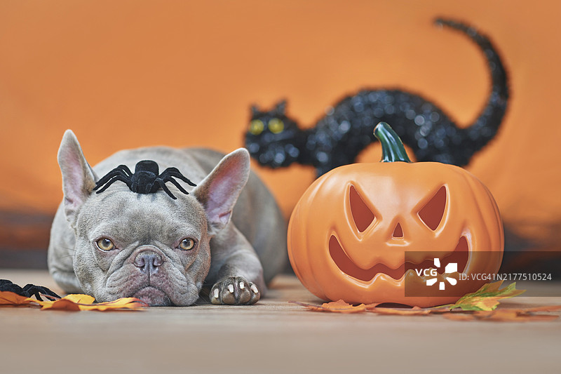 万圣节法国斗牛犬与南瓜秋叶黑猫图片素材