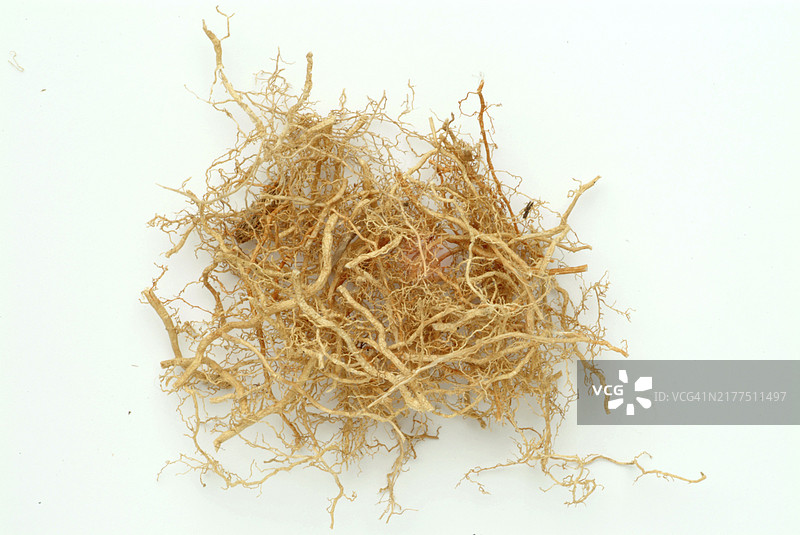 香根草，用作香薰和香水中的固定剂。在自然疗法中，香根草用于皮肤问题和神经紧张图片素材