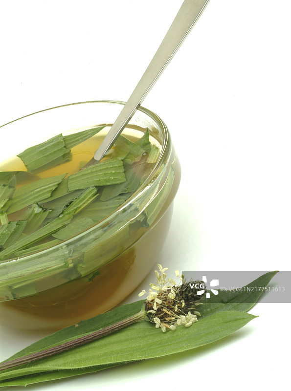 药用植物车前草：具有抗炎和杀菌作用，刺激免疫系统图片素材