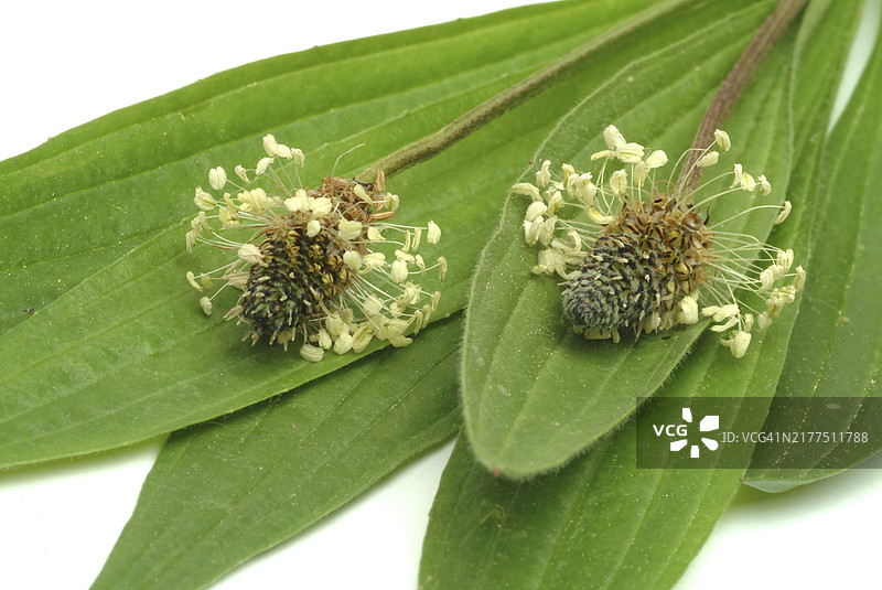 药用植物车前草：具有抗炎和杀菌作用，刺激免疫系统图片素材