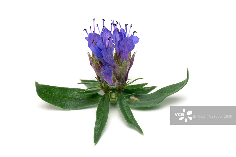 药用植物牛膝草花图片素材