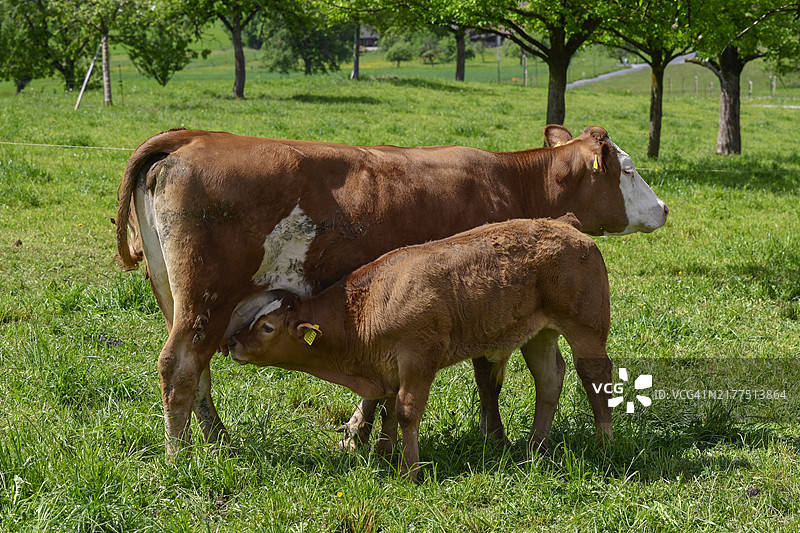 奶牛和小牛 红斑与利穆赞牛图片素材
