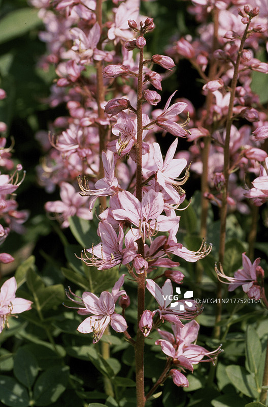 白鲜：古代和中世纪的药用植物图片素材