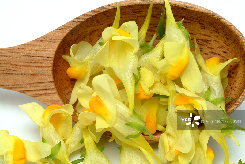 普通亚麻荠，药用植物图片素材